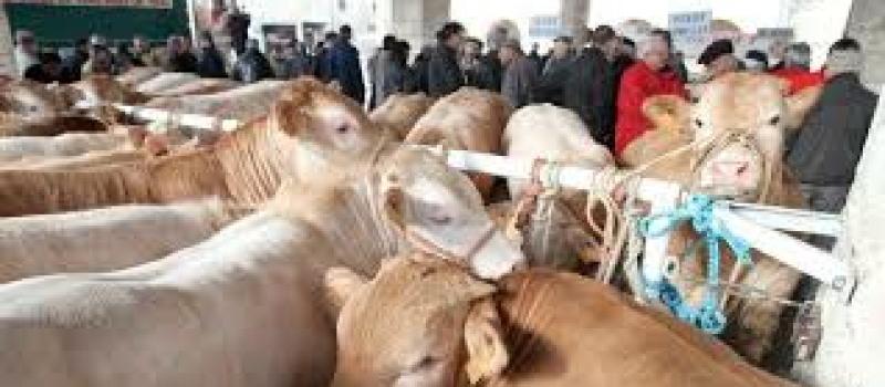 Solomiac : Mardi 21 février dès 9 heures ce sera la 62ème édition de la Foire aux veaux avec une innovation