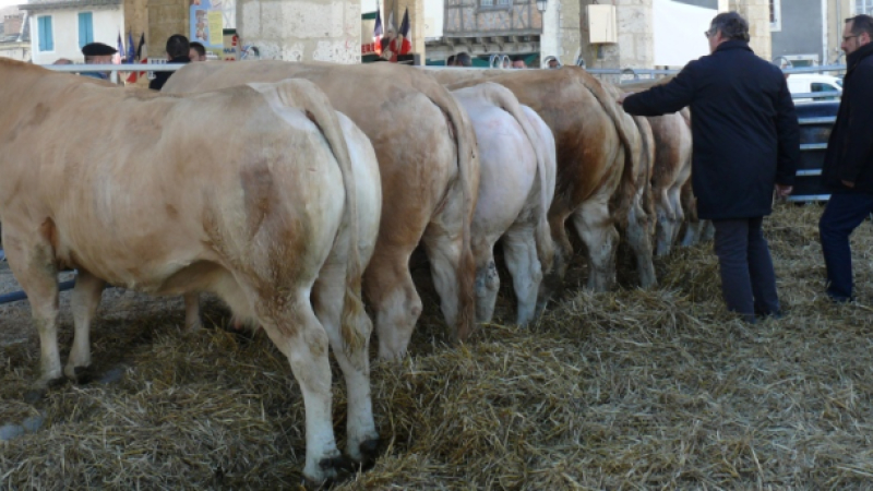 La foire-concours aux veaux de Solomiac connait un regain de vigueur