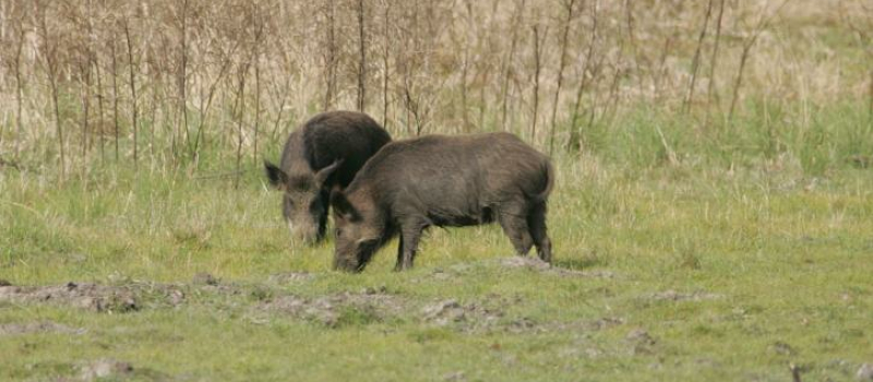 Banquet de la chasse à Beaumarchès 