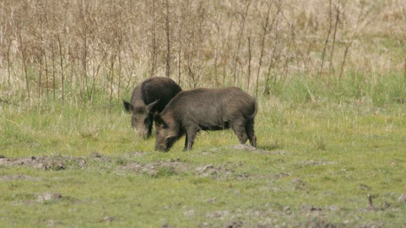 Banquet de la chasse à Beaumarchès 