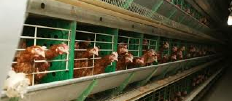 Mise au point de la préfecture du Gers au sujet de l'élevage avicole de Lannepax