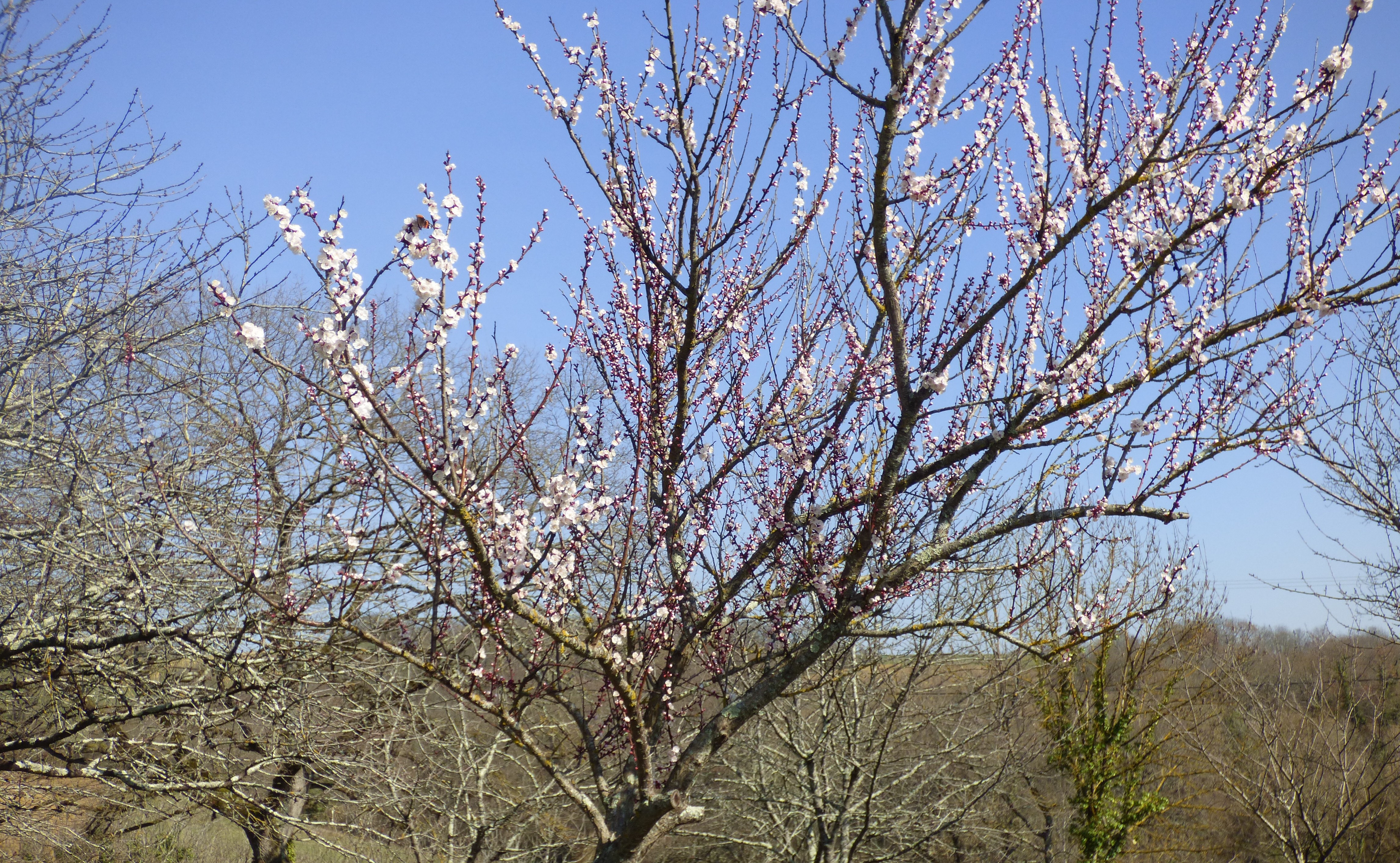 un abricotier en fleurs