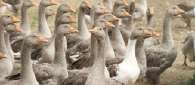 Grippe aviaire : Report des échéances fiscales