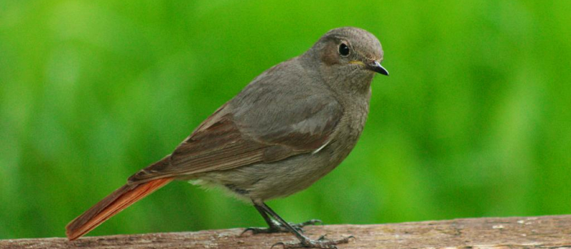 Valence sur Baïse : A la découverte des oiseaux qui fréquentent les remparts