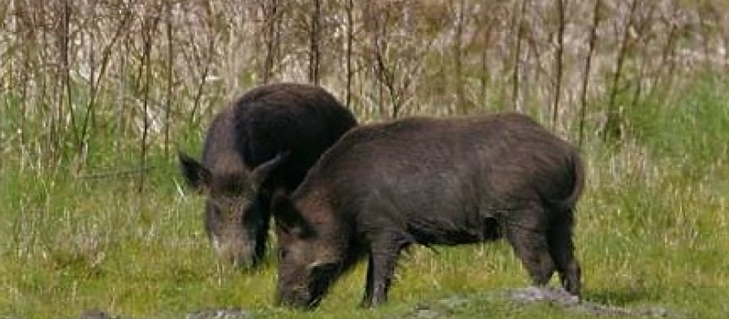 Saint-Pierre-d'Aubézies : banquet de la chasse