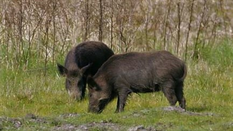 Saint-Pierre-d'Aubézies : banquet de la chasse
