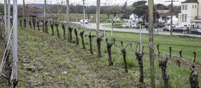 Saint Mont vignoble en fête