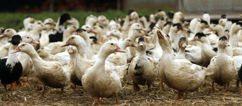 Gers :  Douche froide sur la filière canards 