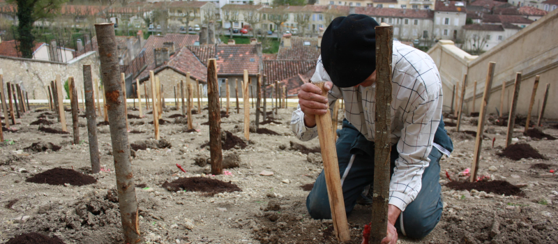 Plaimont producteurs plante de la vigne dans l'escalier monumental d'Auch