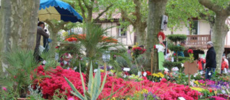 Fourcès : Le  Marché aux fleurs va éclore