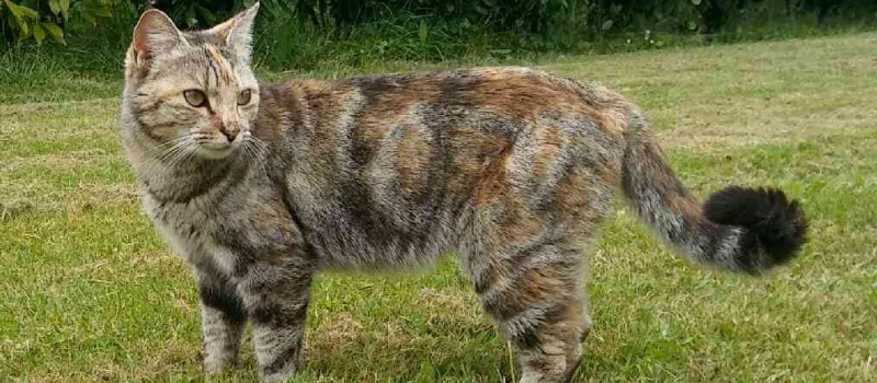 Minette : une bien belle histoire