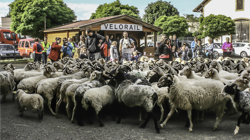 Nogaro – Des moutons randonneurs...