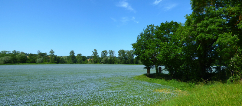 Marciac la nature en bleu