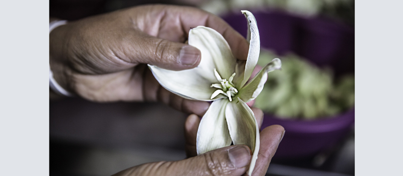Toujouse – Nadia Boyer prépare des plats de fleurs de yucca