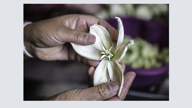 Toujouse – Nadia Boyer prépare des plats de fleurs de yucca