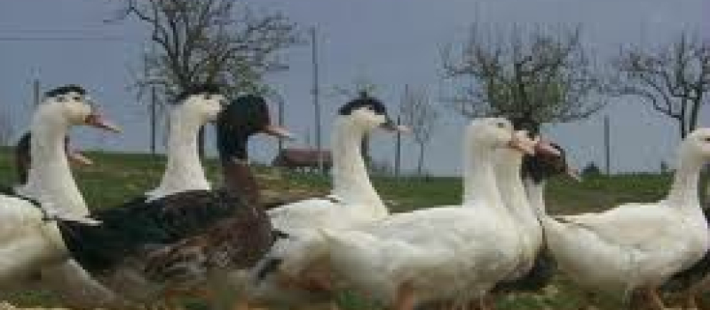 INFLUENZA AVIAIRE: LEVÉE DE LA ZONE RÉGLEMENTEE 