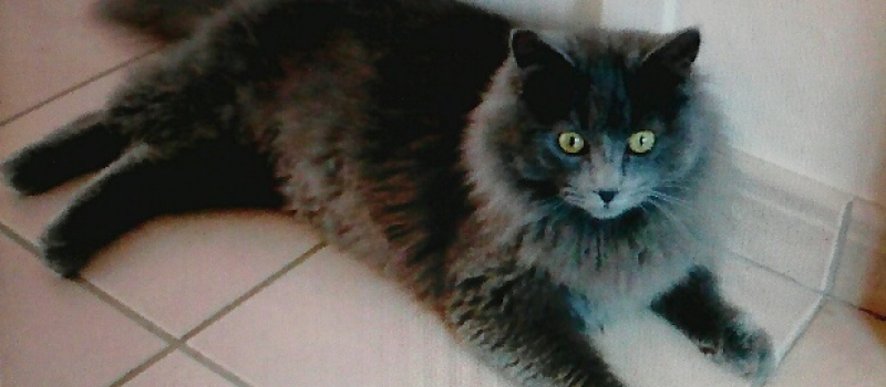 Miélan : Chat perdu