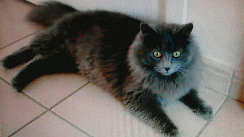 Miélan : Chat perdu
