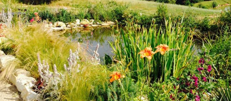 Bienvenue dans mon jardin au naturel 