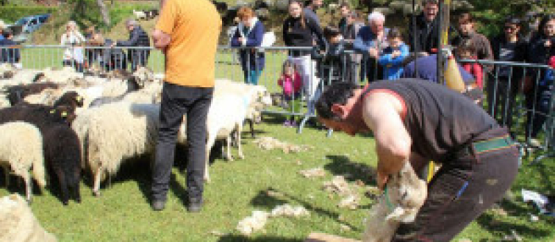 Estang : La journée du mouton