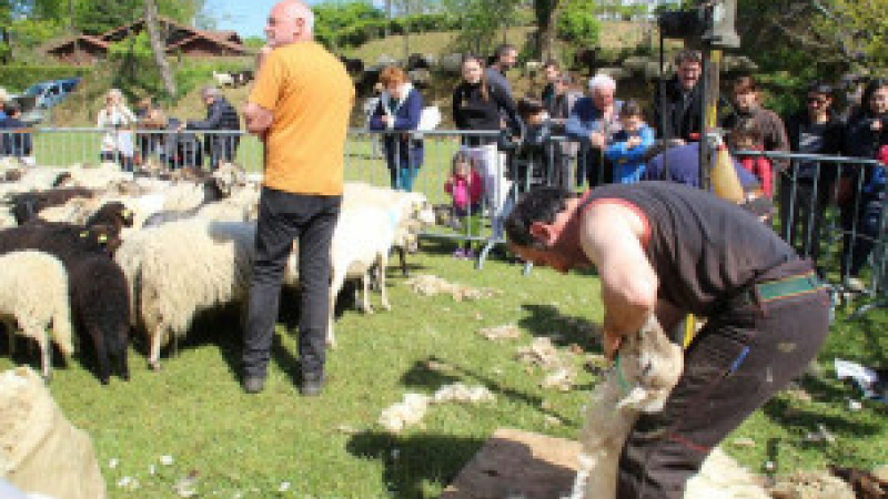 Estang : La journée du mouton