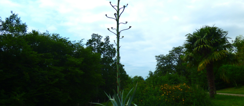 Cazaux-Villecomtal L'agave de Jo 
