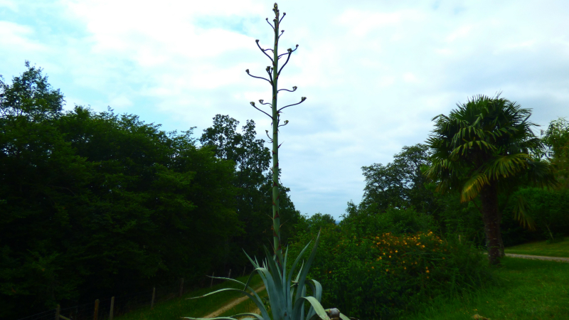 Cazaux-Villecomtal L'agave de Jo 