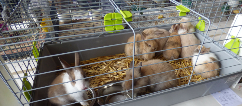 Armentieux La reprise du marché aux animaux de compagnie 