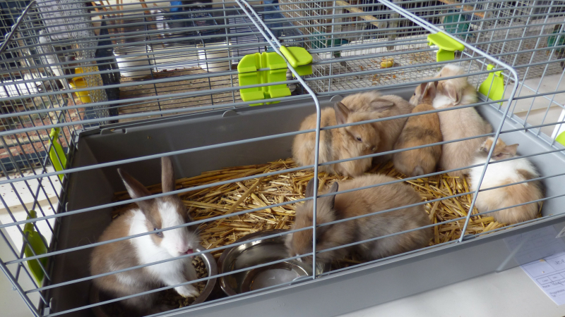 Armentieux La reprise du marché aux animaux de compagnie 