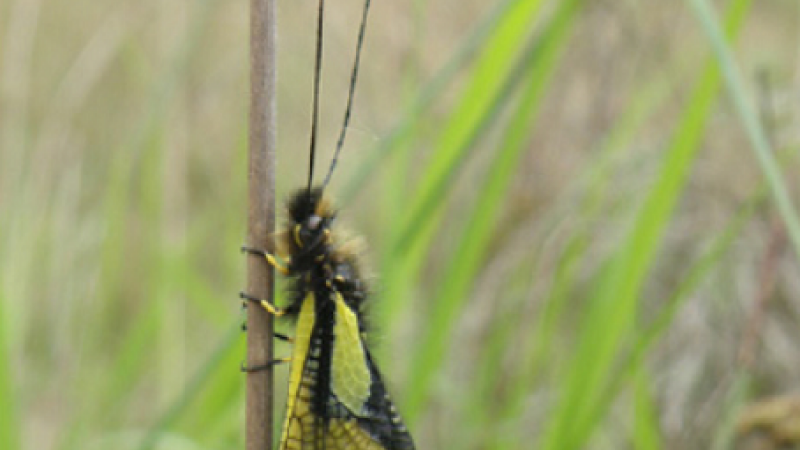 SAINT CLAR  - Sortie nature le 8 juillet : Safari chez les insectes!