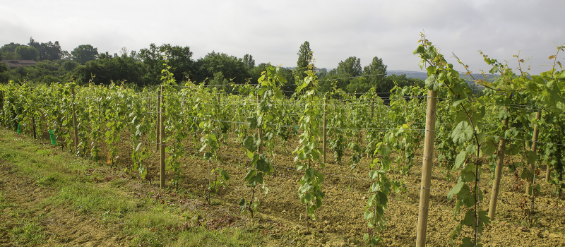 Aignan – Plaimont plante le vieux cépage manseng noir