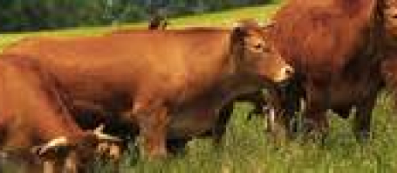 Bactérie E.coli : rappel de steaks hachés vendus chez Leclerc, Auchan, Intermarché et Super U