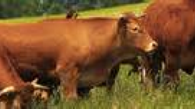 Bactérie E.coli : rappel de steaks hachés vendus chez Leclerc, Auchan, Intermarché et Super U