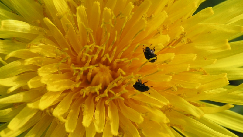 Mirande - Des plantes pas comme les autres