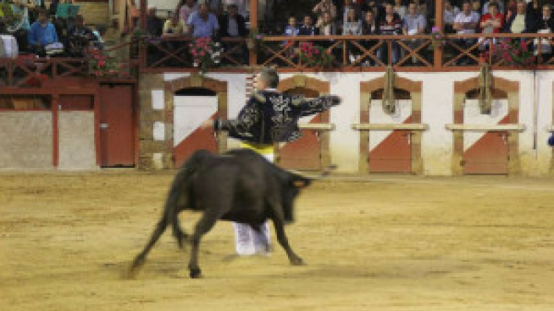 Estang : Course landaise festival