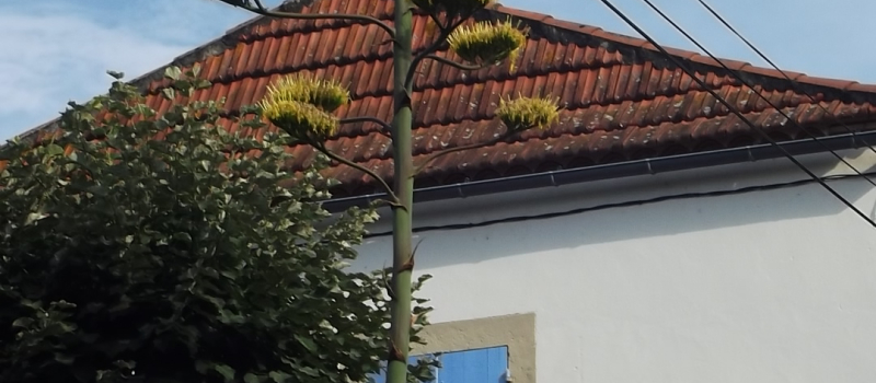 L'Agave Américana de Madame Seidel a évolué 
