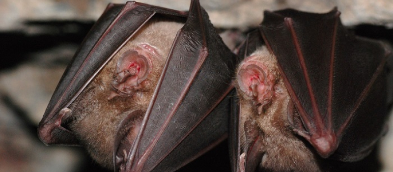 Sortie nature le vendredi 25 août à Saint-Clar - A la découverte des chauves-souris!