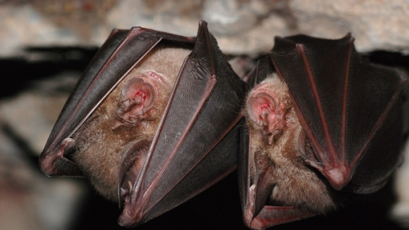 Sortie nature le vendredi 25 août à Saint-Clar - A la découverte des chauves-souris!