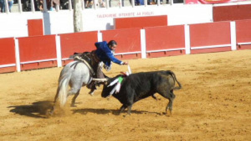 Cazaubon :  La Corrida portugaise animera les arènes 