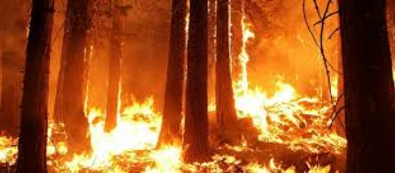 Deux incendies de forêt qui laissent perplexe ...
