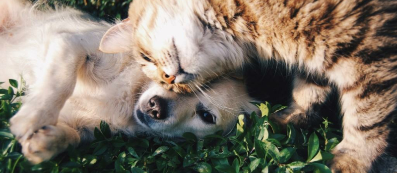 L'attachement des Français envers leurs animaux
