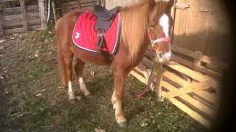 Poney club des trois collines a Couloumé -Mondébat