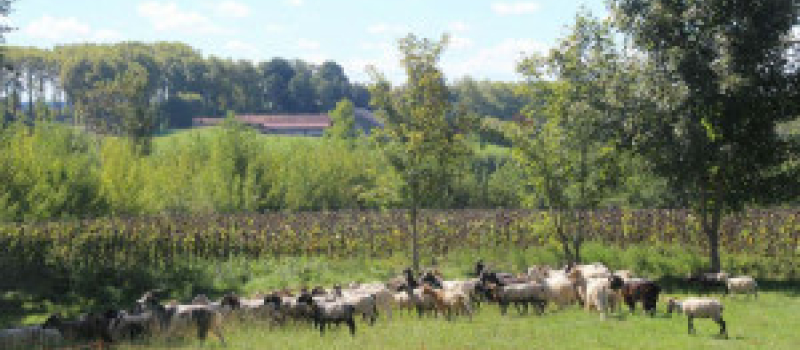 La Route de la transhumance