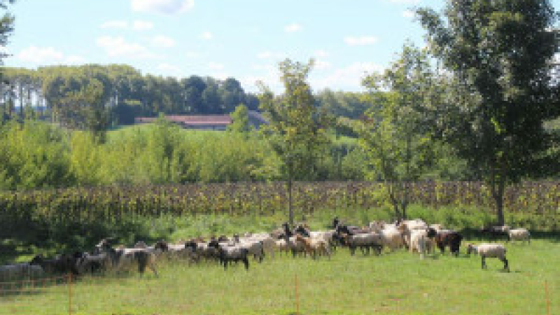 La Route de la transhumance