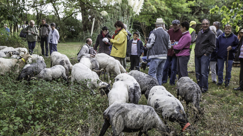 Toujouse – Transhumance, vieux métiers et produits régionaux