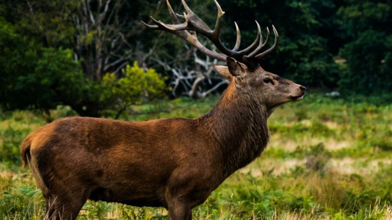 Promenade avec les chasseurs
