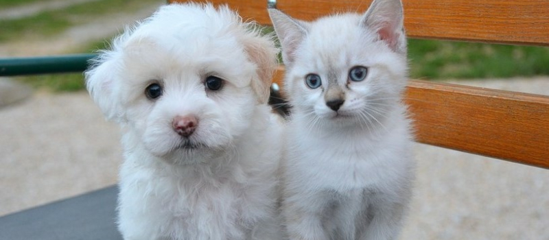 Une année en "N" pour les chiens et chats !
