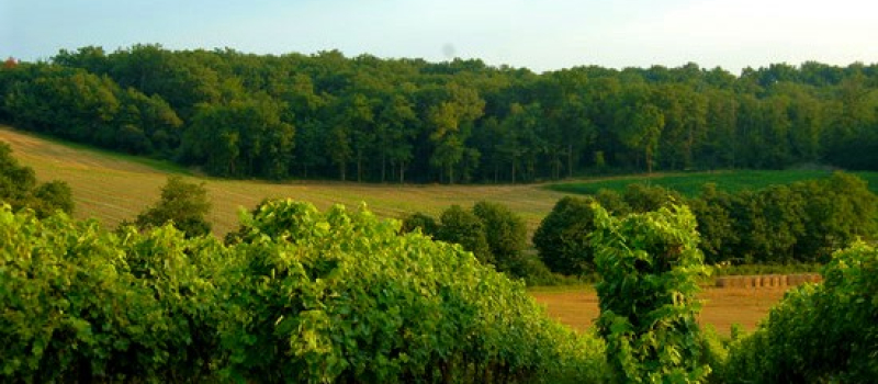 Les vins du Sud-Ouest nominés au prestigieux "Wine Star Awards"