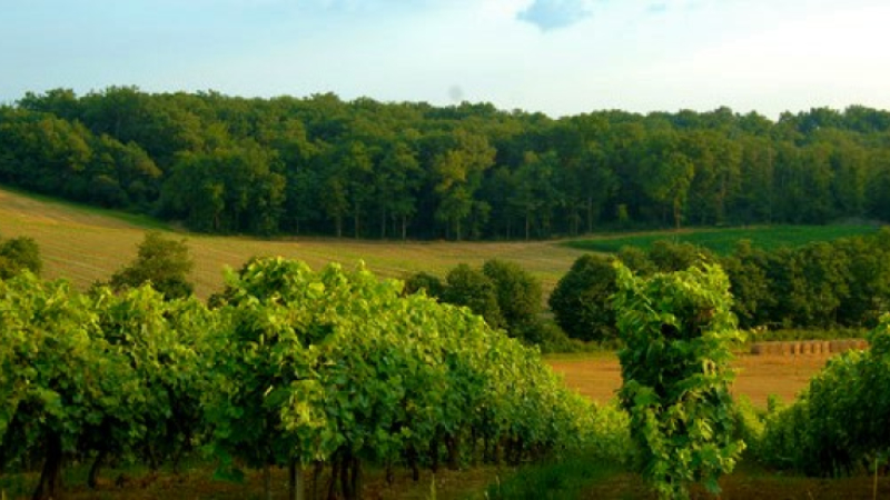 Les vins du Sud-Ouest nominés au prestigieux "Wine Star Awards"