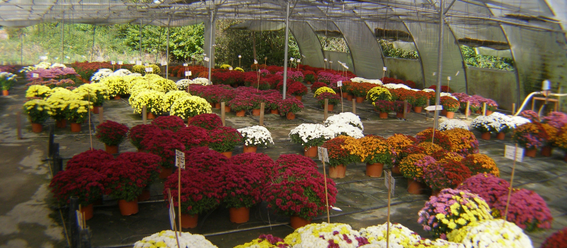 Pour la Toussaint, il y a chrysanthèmes et chrysanthèmes 